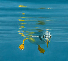 Load image into Gallery viewer, Skomer Puffin