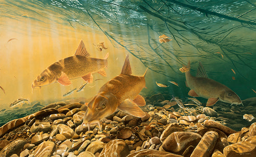 Exclusive canvas fish art, Autumn Gold barbel print by wildlife artist David Miller. Barbus barbus.