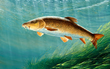 Load image into Gallery viewer, Underwater barbel fish art print. Rod Licence paintings by David Miller