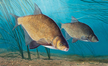 Load image into Gallery viewer, EA Rod Licence underwater bream fish art print by wildlife artist David Miller