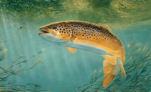 Load image into Gallery viewer, EA Rod Licence stillwater brown trout underwater by fish artist David Miller