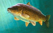 Load image into Gallery viewer, Clarissa Carp underwater fish art print. Rod Licence paintings by artist David Miller