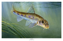 Load image into Gallery viewer, EA Gudgeon 2018-19