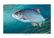 Load image into Gallery viewer, EA John Wilson Wensum Roach 2020-21