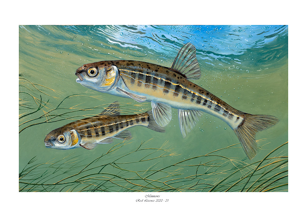 Minnows  David Miller Art – David Miller Fish & Wildlife Art