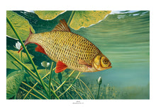 Load image into Gallery viewer, EA Rudd 2021-22