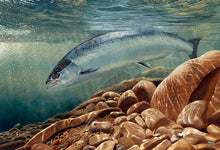 Load image into Gallery viewer, Underwater salmon fish art print by artist David Miller