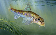 Load image into Gallery viewer, Gudgeon rod licence fish art print. Artist David Miller