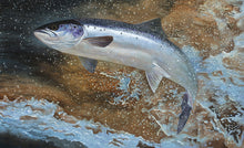 Load image into Gallery viewer, Leaping salmon fish art print. Rod Licence artist David Miller
