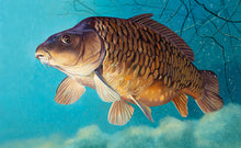 Load image into Gallery viewer, rod licence mirror carp fish art print by artist david miller