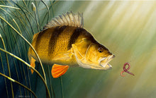 Load image into Gallery viewer, rod licence underwater perch print by fish artist david miller