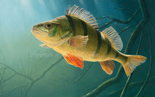 Load image into Gallery viewer, EA Rod Licence underwater perch fish art print by wildlife artist David Miller