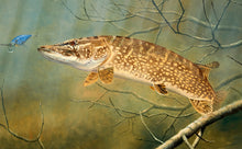 Load image into Gallery viewer, EA Rod Licence underwater pike ish art print by artist David Miller