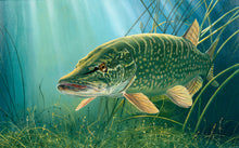 Load image into Gallery viewer, Underwater pike fish art print. EA Rod Licence art by David Miller