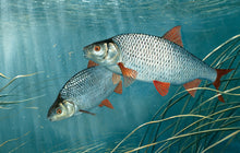 Load image into Gallery viewer, Underwater roach fish art print. Rod Licence art by artist David Miller