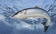 Load image into Gallery viewer, uk rod licence underwater  atlantic salmon fish print by wildlife artist david miller