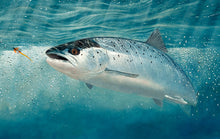 Load image into Gallery viewer, uk rod licence underwater salmon print by fish artist david miller