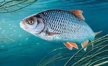 Load image into Gallery viewer, John Wilson Wensom Roach EA rod licence art print by artist david miller