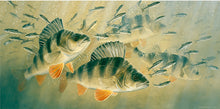 Load image into Gallery viewer, Limited edition fish art print of perch hunting minnows by wildlife artist David Miller