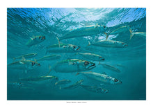 Load image into Gallery viewer, shoal of mackerel underwater