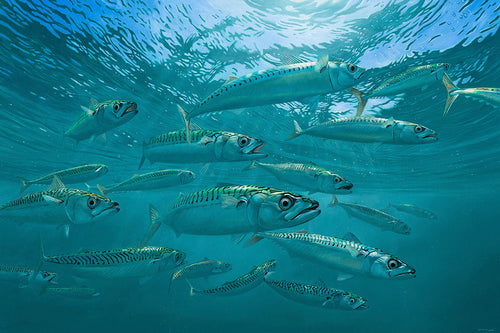 Summer Sunshine - Atlantic Mackerel