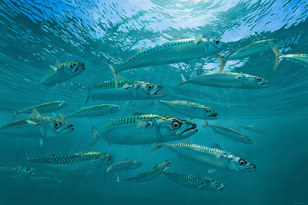 Summer Sunshine - Atlantic Mackerel