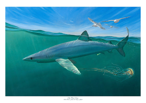 Celtic Deep Magic - Blue Shark, Fulmar & Compass Jellyfish