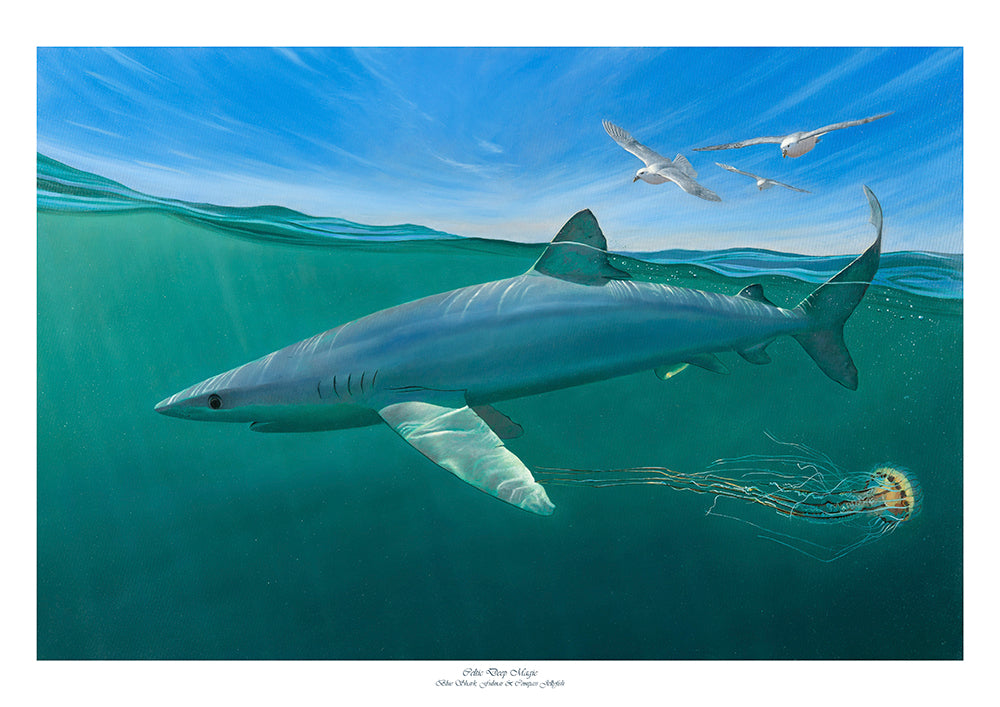 Celtic Deep Magic - Blue Shark, Fulmar & Compass Jellyfish