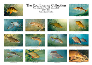 The Rod Licence Collection - Non-Migratory Trout & Coarse Fish