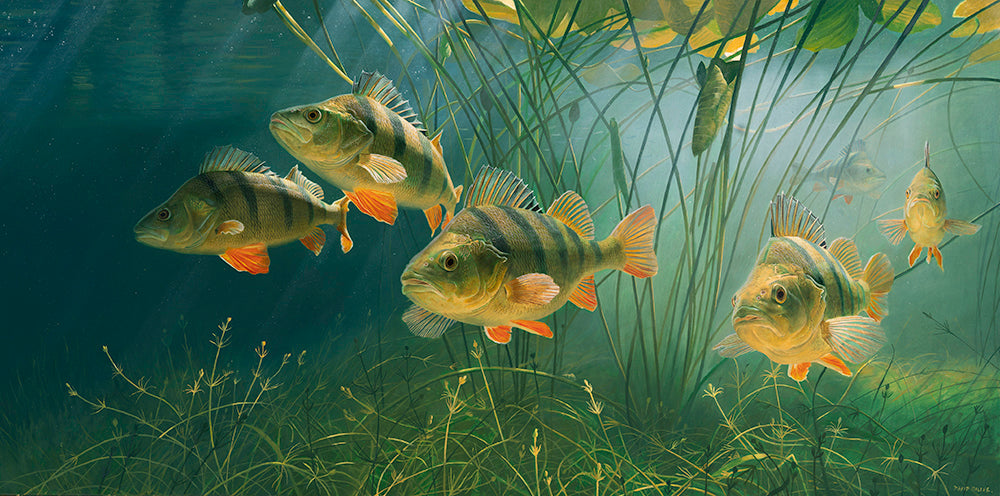 Meiller Fish Morning Light, Perch and White Water Lilies | David Miller Art – David ...