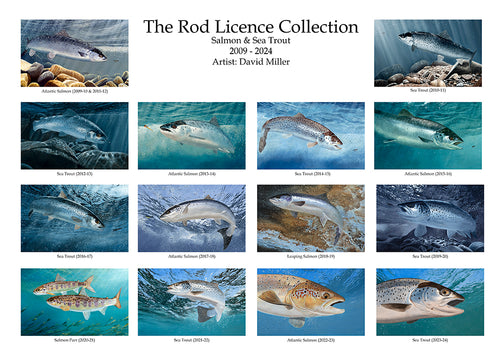 The Rod Licence Collection - Salmon & Sea Trout
