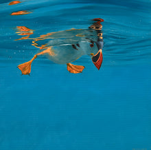 Load image into Gallery viewer, Puffin Reflections Original Oil