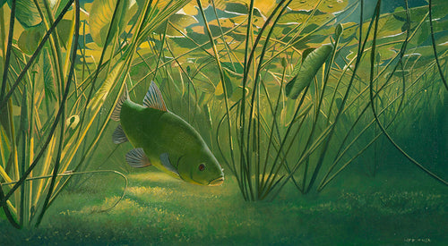 Original fish art painting of a tench in the lilies by wildlife artist David Miller