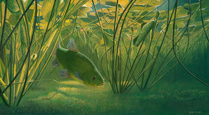 Original fish art painting of a tench in the lilies by wildlife artist David Miller