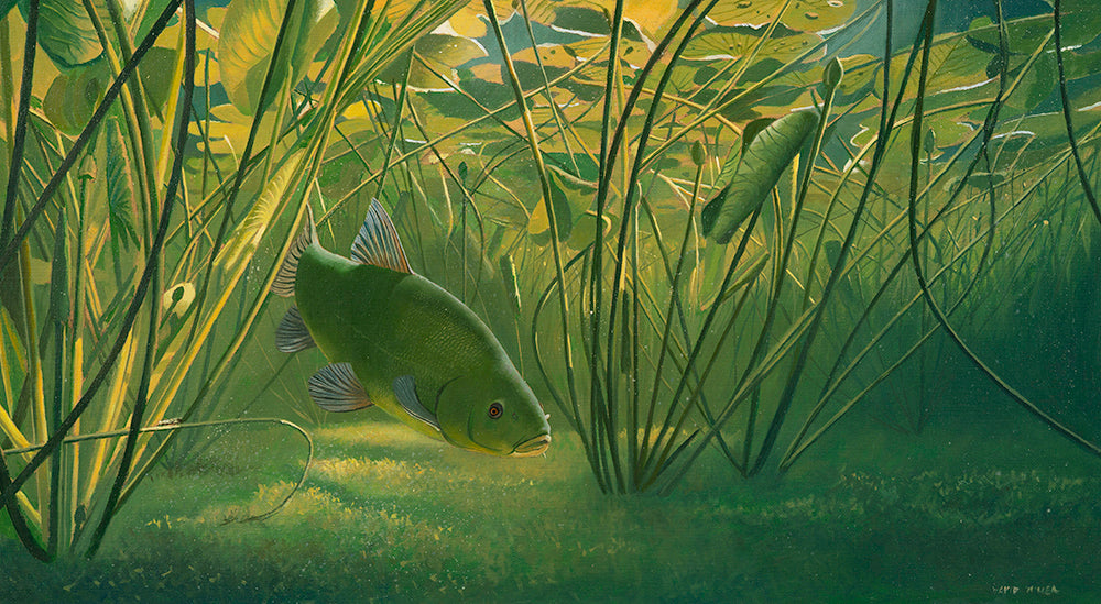 Original fish art painting of a tench in the lilies by wildlife artist David Miller