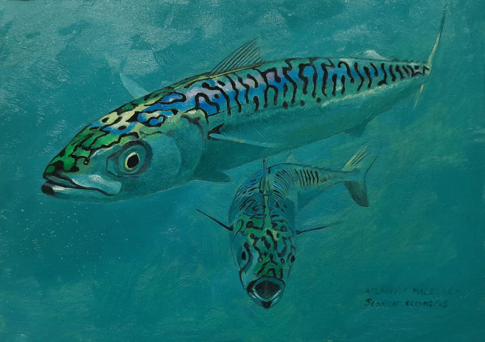Mackerel 1 Original Oil