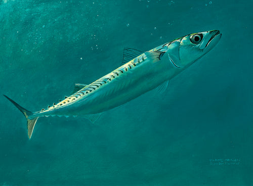 Mackerel Study II Original Oil
