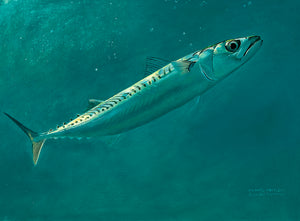 Mackerel Study II Original Oil