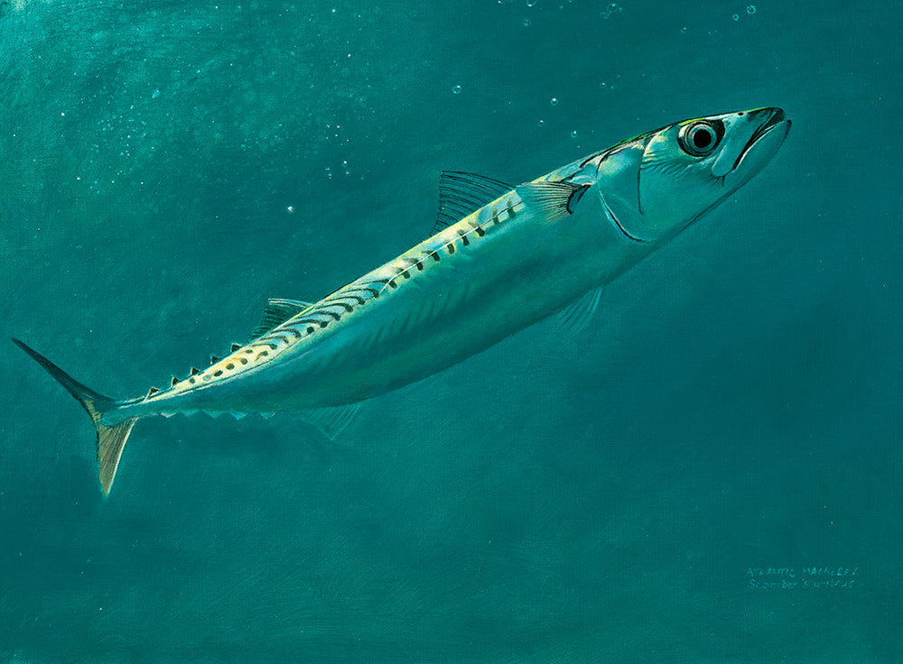 Mackerel Study II Original Oil