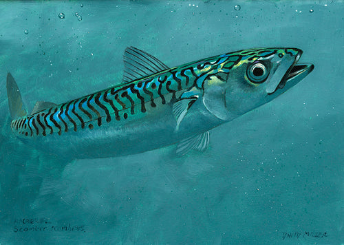 Mackerel 3 Original Oil
