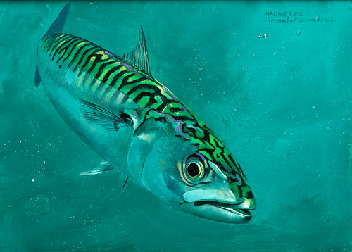 Mackerel 5 Original Oil