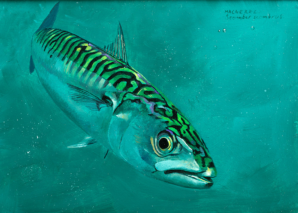 Mackerel 5 Original Oil