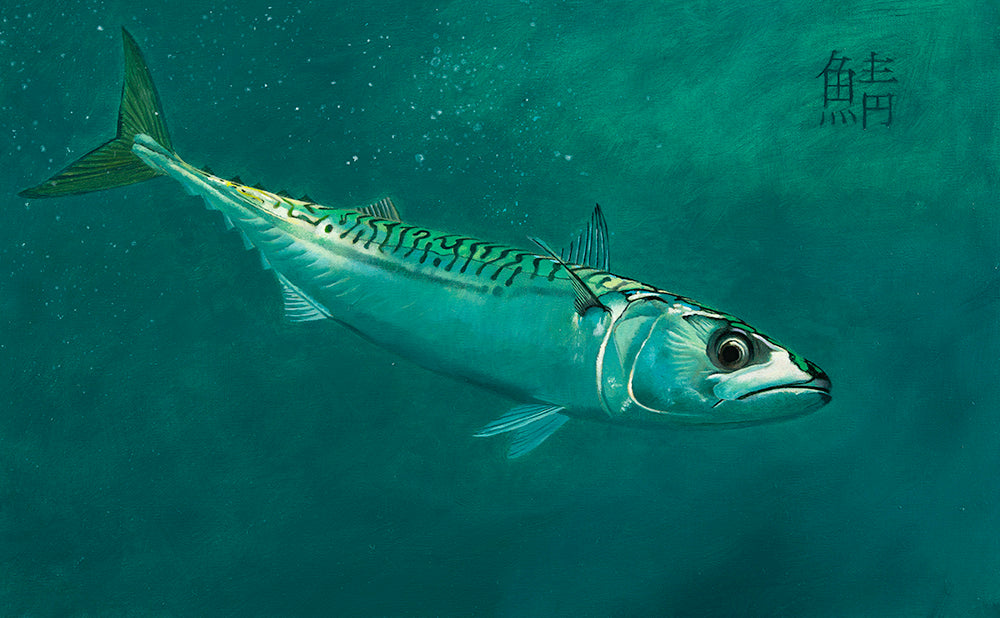 Original oil study of an atlantic mackerel by artist David Miller