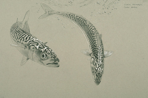 mackerel drawing on strathmore paper