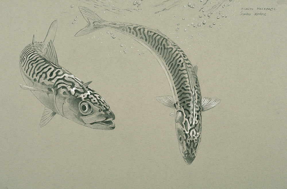 mackerel drawing on strathmore paper