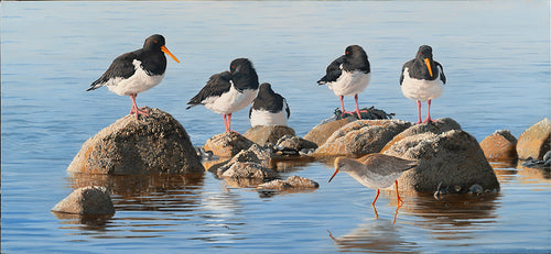 Last of the Flood Tide, Oystercatchers and Redshank