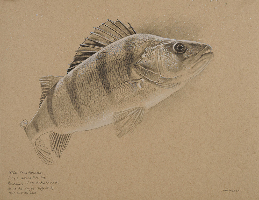 Perch Original Drawing | David Miller Art – David Miller Fish ...