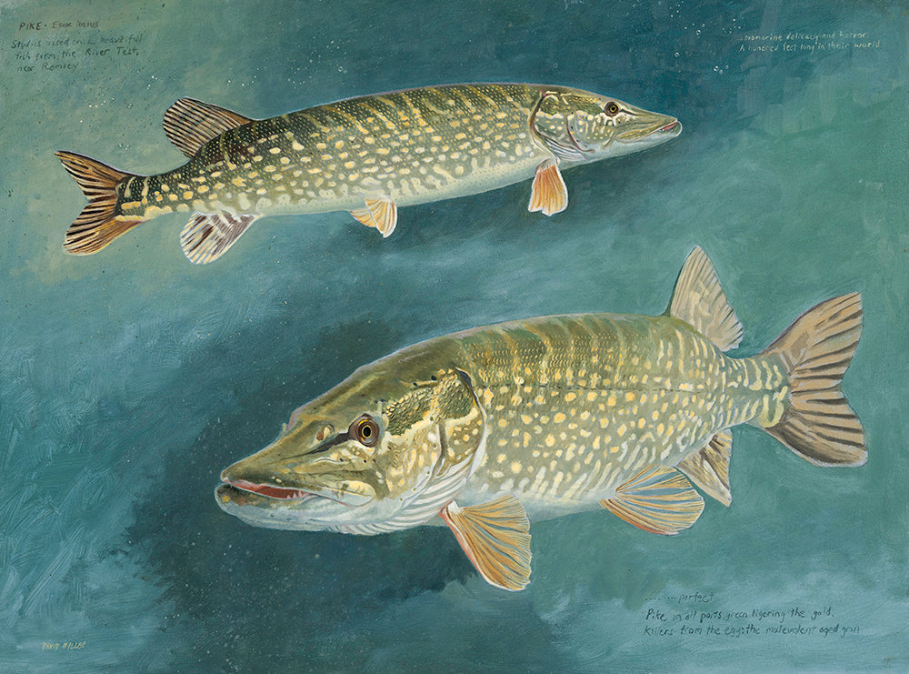 Pike Studies III,  Original Oil