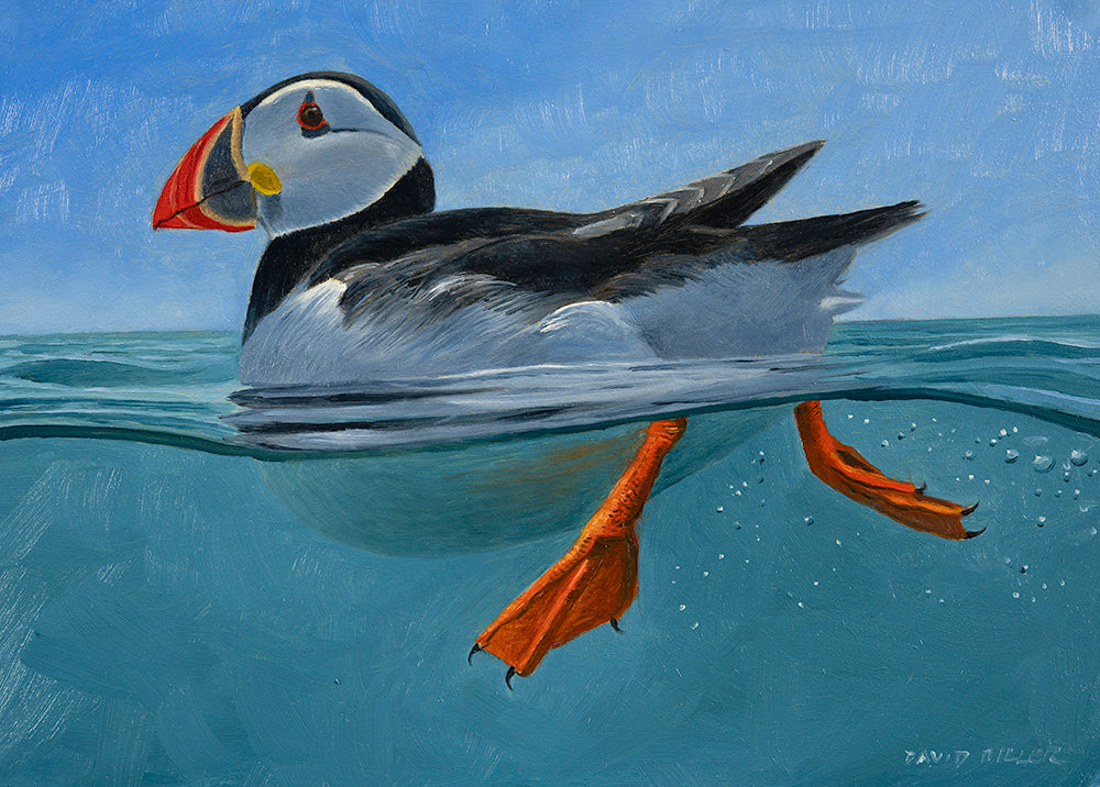 Skomer Puffin Original Oil