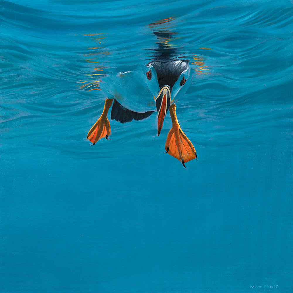 Puffin Encounter Original Oil